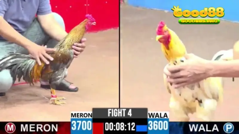 Các loại kèo đá gà rất đa dạng