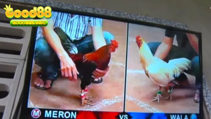 Cần hiểu các thuật ngữ đá gà