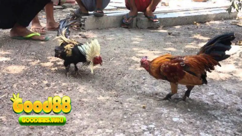 Cập nhật mẹo cược gà Thomo