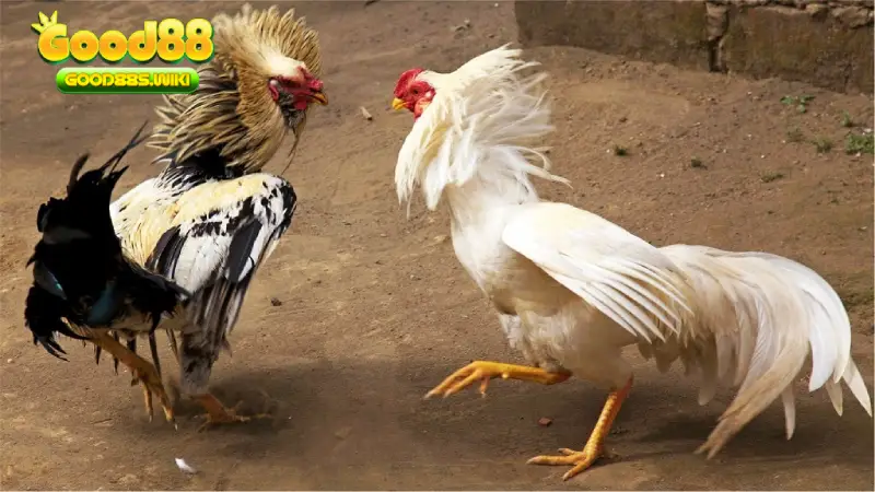 Chơi Đá gà lông cựa sắt Good88 là chân ái