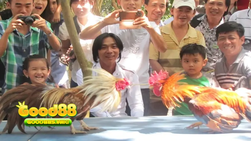Có nhiều giống gà đá ở Việt Nam