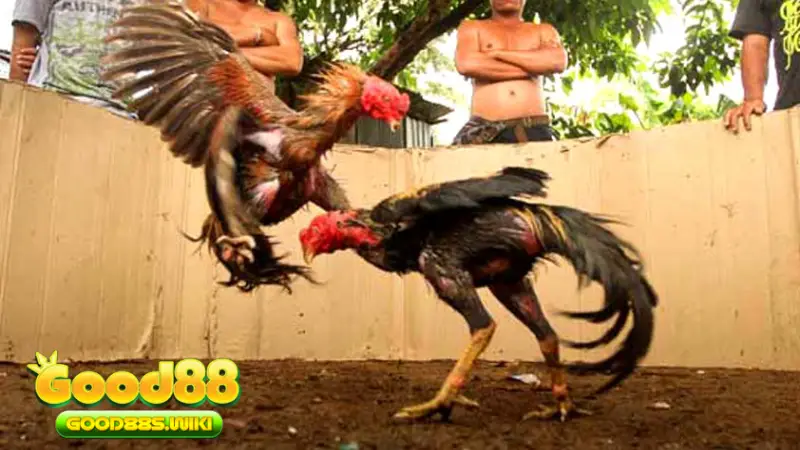 Có nhiều trận đá gà bạc tỷ