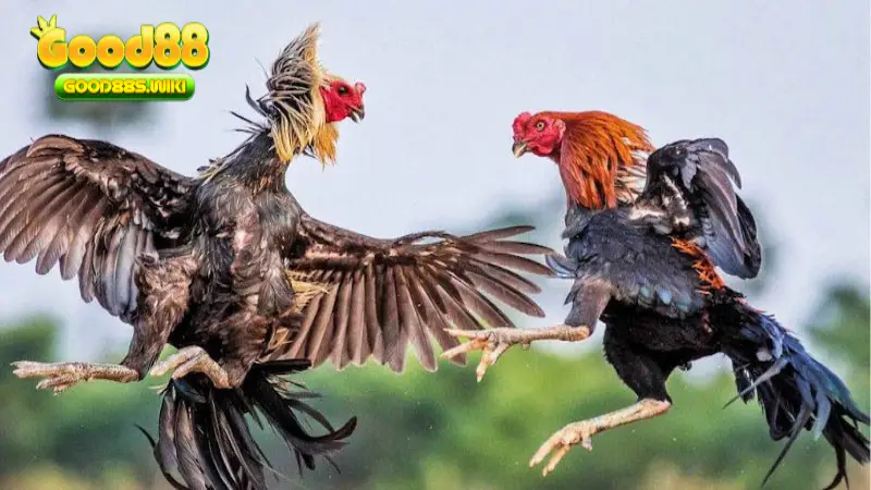 Đá gà lông Thomo hấp dẫn