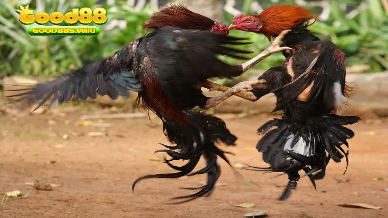 Đôi nét về Đá gà lông cựa sắt