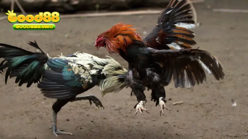 Đôi nét về đá gà Thomo