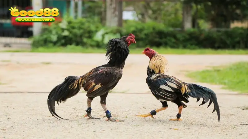 Đôi nét về Luật chấp trong đá gà