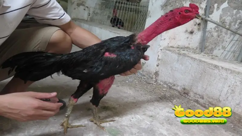 Gà chọi ô rất lì đòn