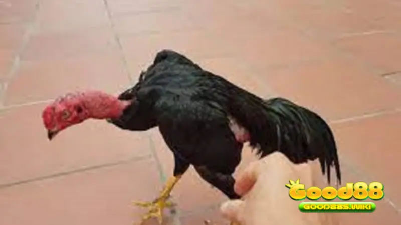 Giới thiệu về Gà chọi ô