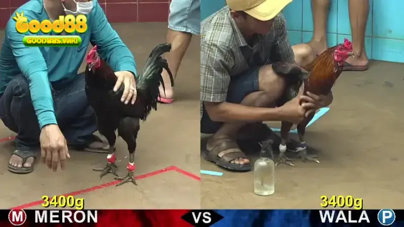 Good88 mang đến nhiều kèo gà thơm