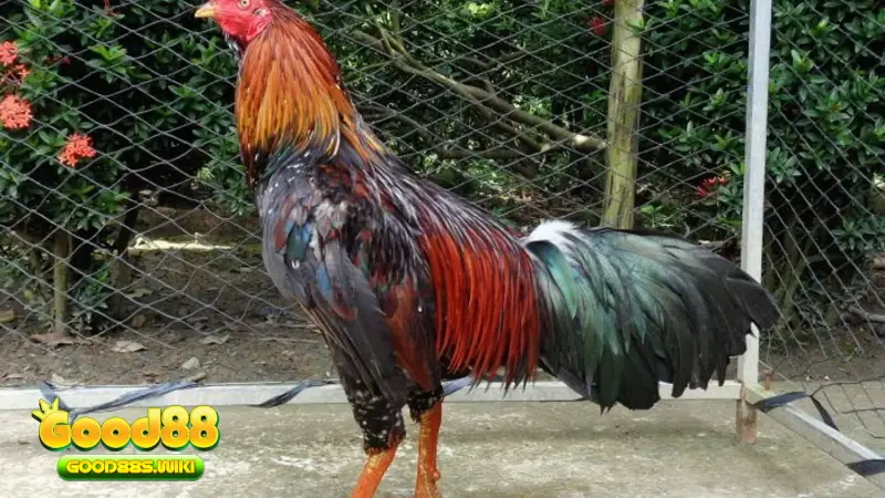 Good88 tường thuật các trận đấu Gà chọi ô