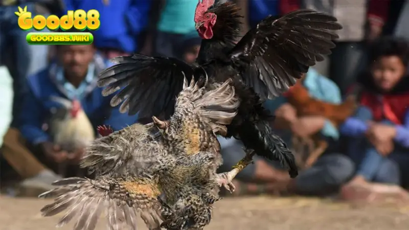 Live đá gà có bình luận viên