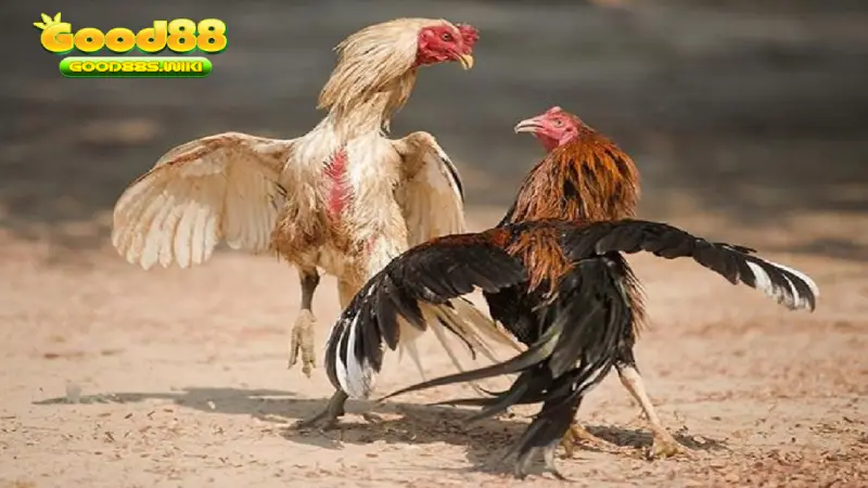 Luật chấp trong đá gà dễ hiểu