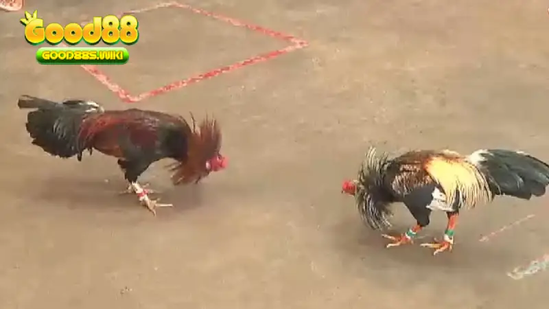 Luật chấp trong đá gà rất quan trọng