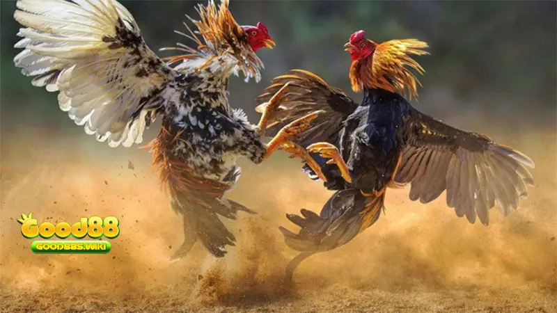 Luật đá gà miền Nam quy định về chiến kê