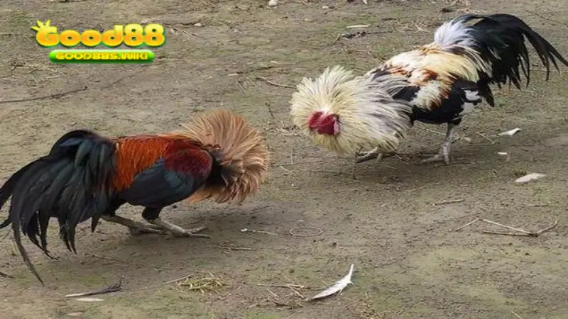 Luật đá gà miền Nam rất chặt chẽ