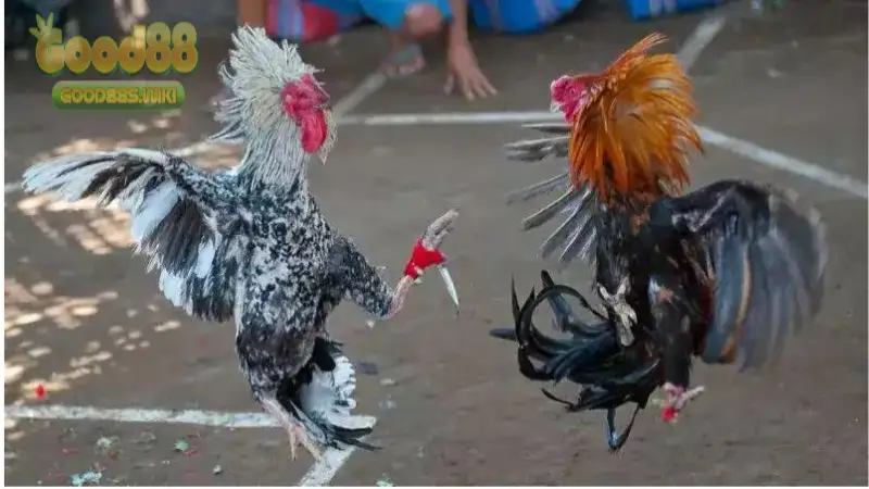 Nhiều kèo gà Thomo