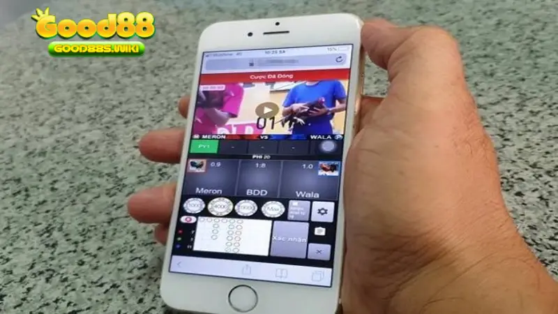 Những trận đá gà bạc tỷ rất được cộng đồng quan tâm