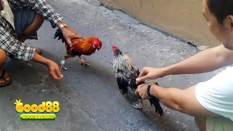 Thông tin về các chiến kê