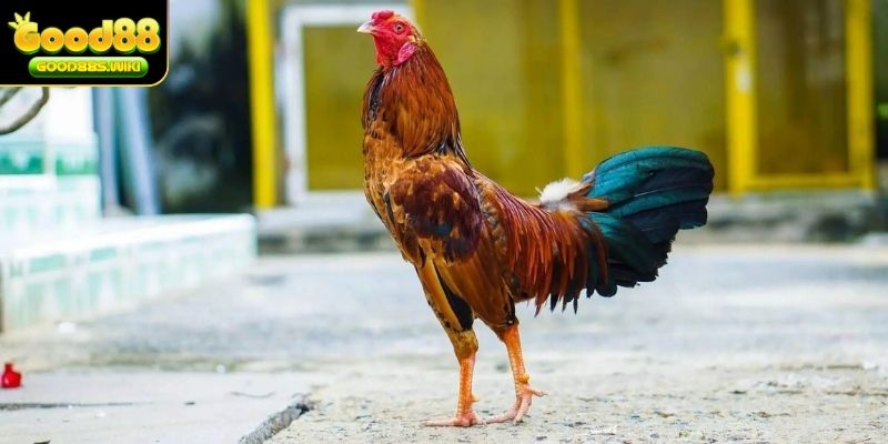 Áp dụng nhiều bài tập khoa học đến rèn luyện chiến kê