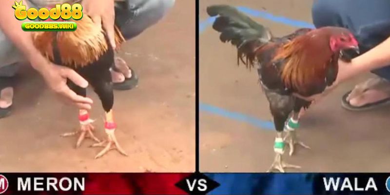 Cá cược đá gà Việt online ngày càng được nhiều người lựa chọn