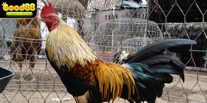 Cung cấp môi trường nuôi khoa học để phát triển tốt nhất