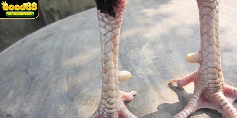 Dấu hiệu nhận biết đơn giản của vảy thới hoa đăng