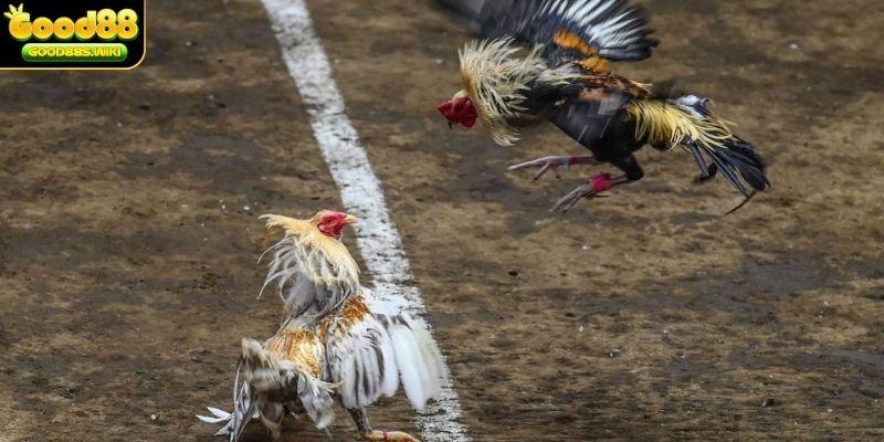 Gà có vảy thới hoa đăng có sức bền cực cao