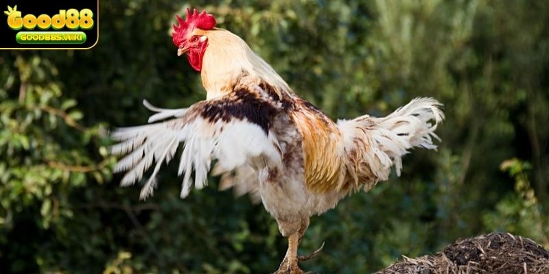 Gà thay lông chuyền đánh dấu cho sự trưởng thành