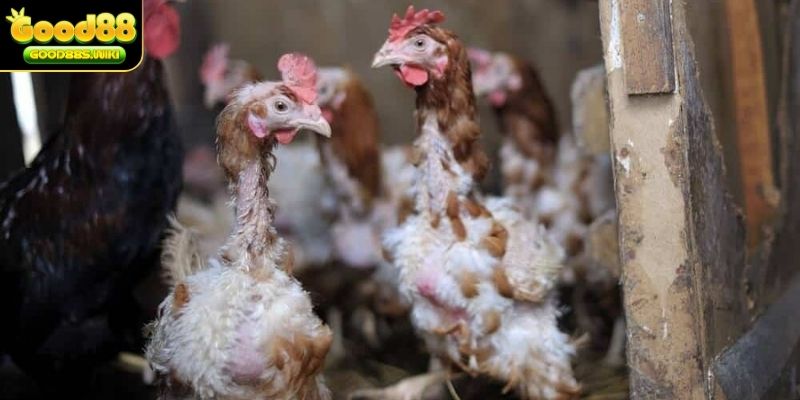 gà thay lông chuyền