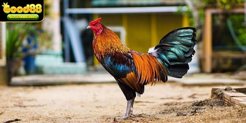 Giai đoạn thay lông chuyền không nên tham gia đá gà