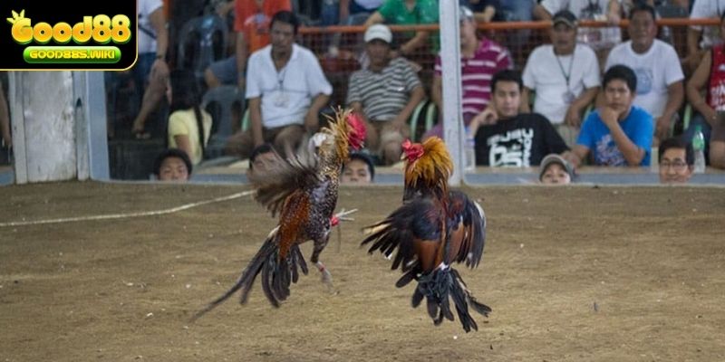 Sư kê cần học hỏi cách làm gà chọi máu chiến