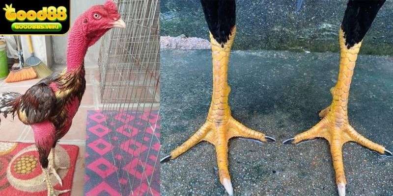 Vảy gà chọi đá hay là đặc điểm quý hiếm