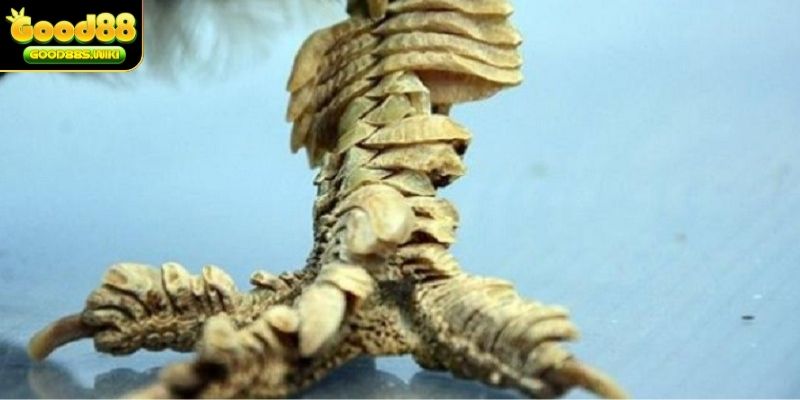 vảy gà chọi đá hay