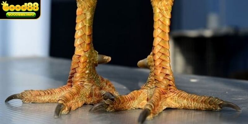 vảy gà thới hoa đăng