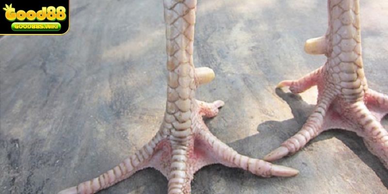 vảy gà tứ hoành khai